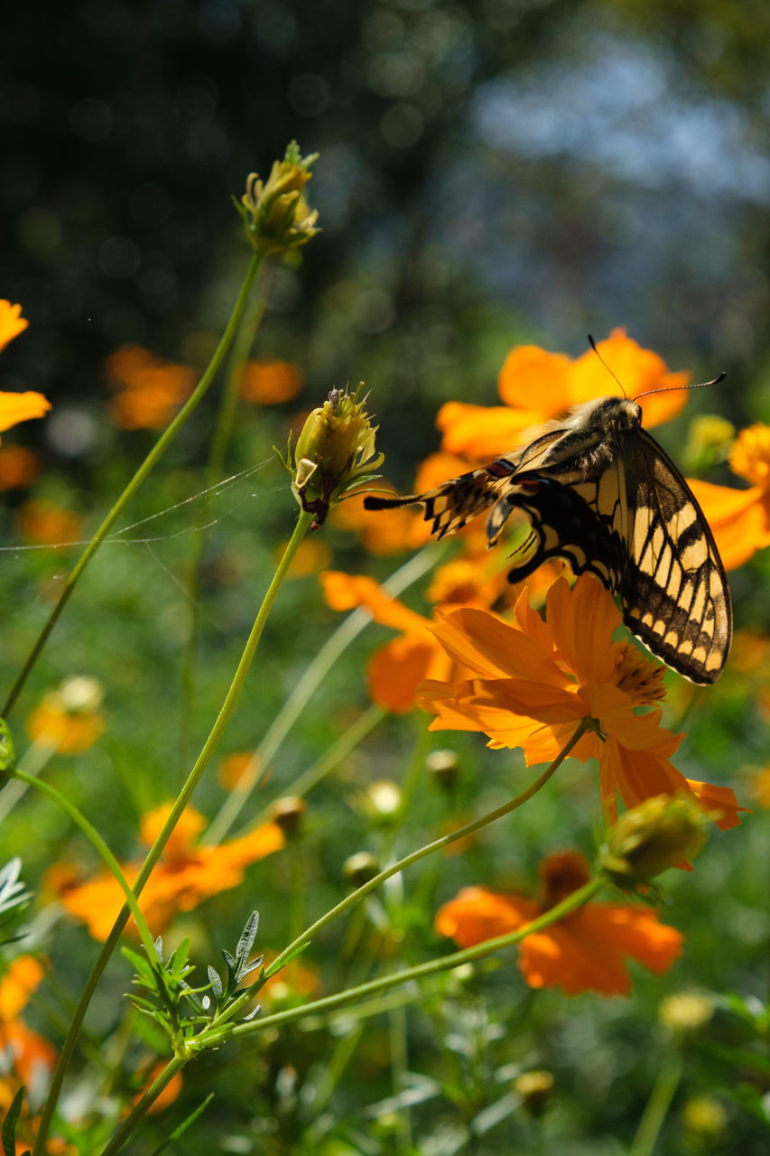 CLOSE-UP OF BUTTERFLY POLLINATING ON ORANGE FLOWER