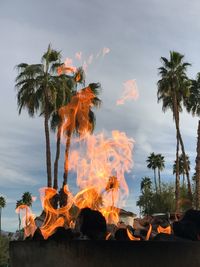 Low angle view of palm trees through flames