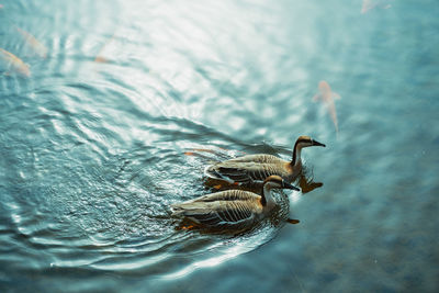 Close-up of duck swimming in lake