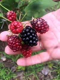 Close-up of hand holding strawberries