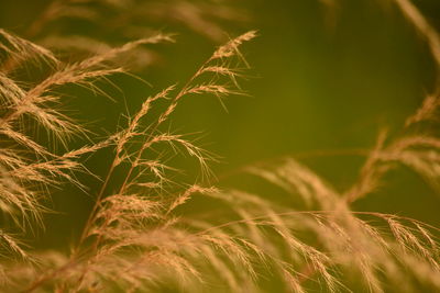 Close-up of wheat plant