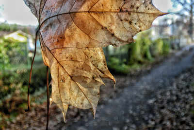 Close-up of dried autumn leaf in front of footpath