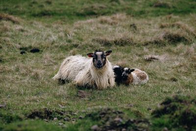 Icelandic sheep