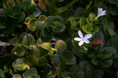 Close-up of white flowering plants