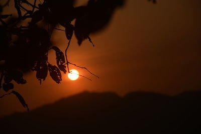 Silhouette plants against sky during sunset