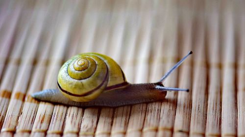 Close-up of snail on place mat