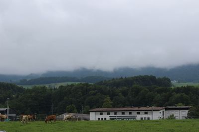 Cows on landscape against sky