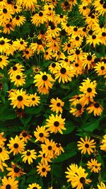 High angle view of yellow flowers blooming outdoors