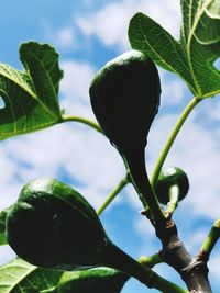 Close-up of flower buds growing outdoors