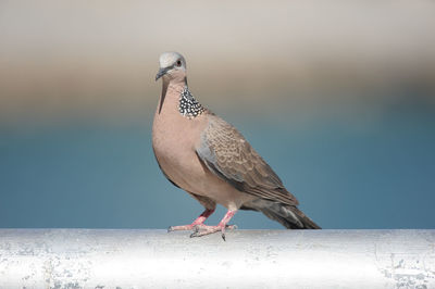 Bird stands at the city