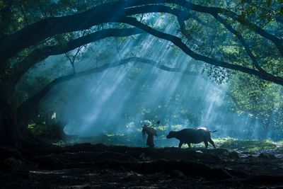 Two horses in a forest