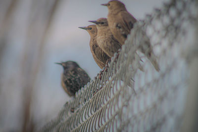 Low angle view of birds perching on fence 