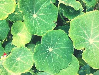 Full frame shot of leaves