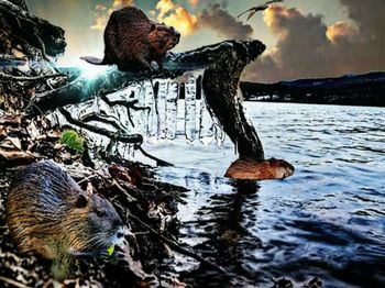 Ducks swimming in sea