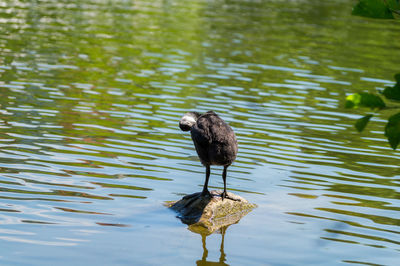 Young coot preening on rock amidst river