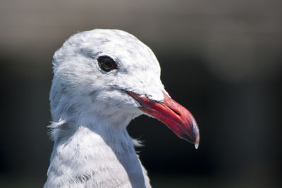 Close-up of a bird