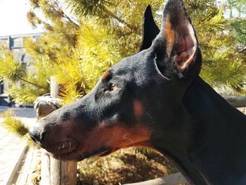 Close-up of dog on tree