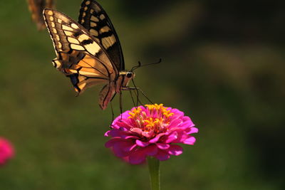 Close-up of butterfly pollinating on pink flower