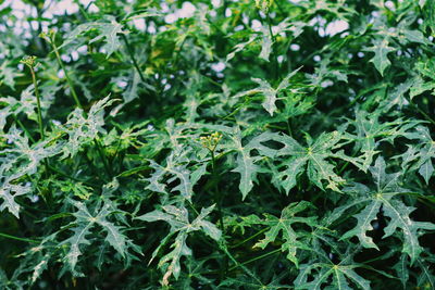 High angle view of fresh green leaves