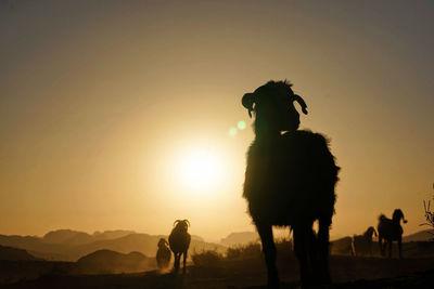 RAM Wadi Rum