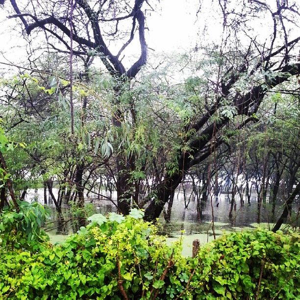 tree, water, branch, growth, tranquility, green color, tranquil scene, nature, beauty in nature, scenics, plant, forest, lake, river, green, leaf, lush foliage, idyllic, day, reflection