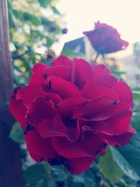 Close-up of rose blooming outdoors