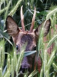 Close-up of an animal