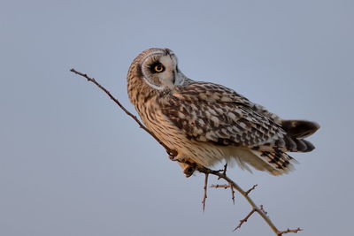 Close-up of bird perching on branch against clear sky