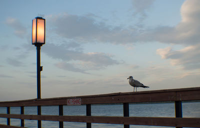 Low angle view of bird perching on street light