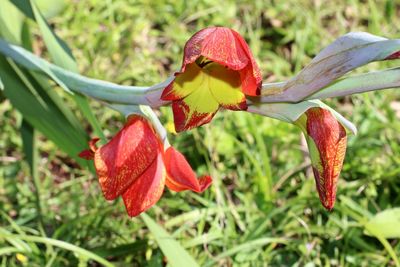 Close-up of red flowers