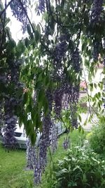 Close-up of flowers hanging on tree