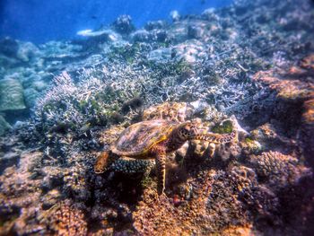 Close-up of coral in sea