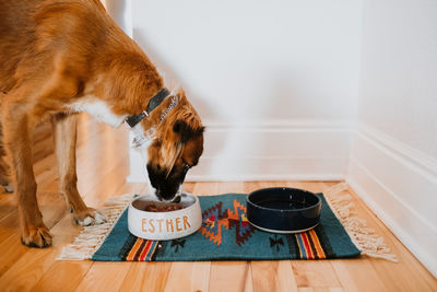 Dog eating food on table