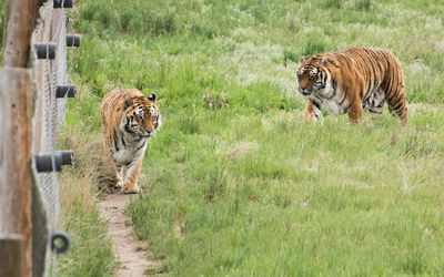 Tigers in a field