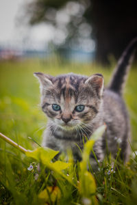 Grey furry kitten with blue eyes takes its first steps in the grass and explores the world around