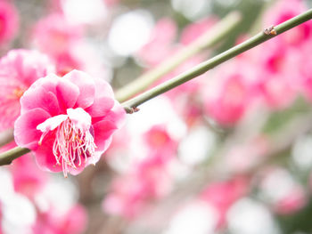 Close-up of pink cherry blossom