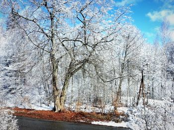 Bare trees against sky