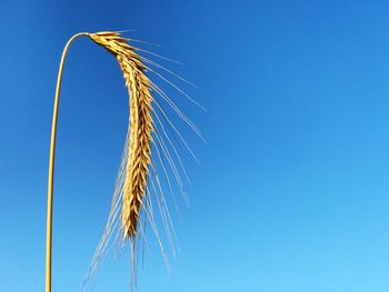 Low angle view of wheat against clear blue sky
