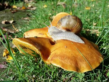 Close-up of mushroom on field