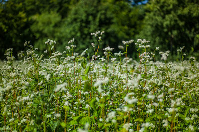 Close-up of flowering plants on field