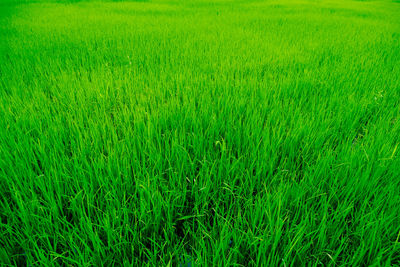 Full frame shot of corn field