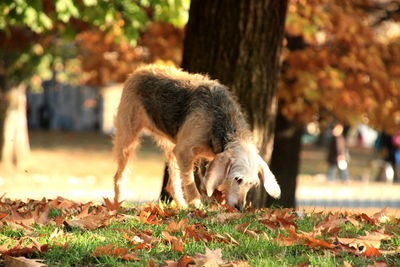 Close-up of sheep on field