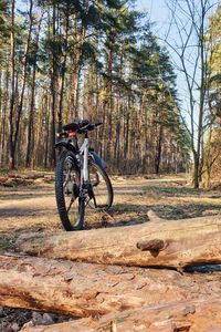 Bicycle parked on tree trunk