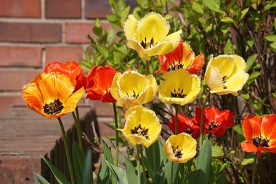 Close-up of flowers blooming outdoors