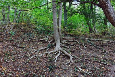 View of trees in forest