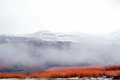 Scenic view of lake in forest