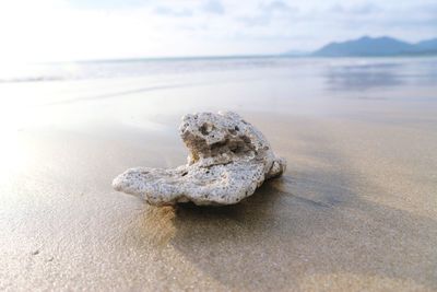 Close-up of crab on beach