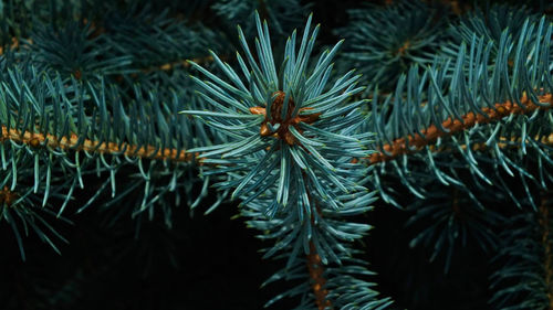 Close-up of pine tree