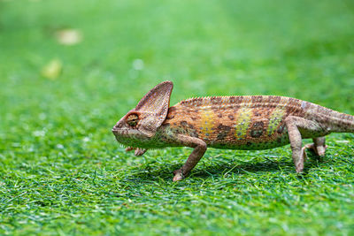 Close-up of a lizard on grass