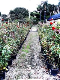 Plants growing on footpath